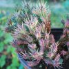 Euphorbia mammillaris